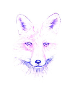 Art Print - Fox - Pink, Purple, White