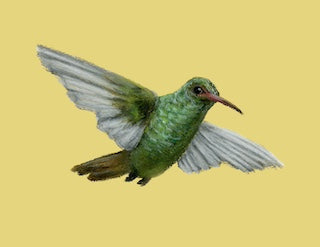 Art Print - Hummingbird - Green
