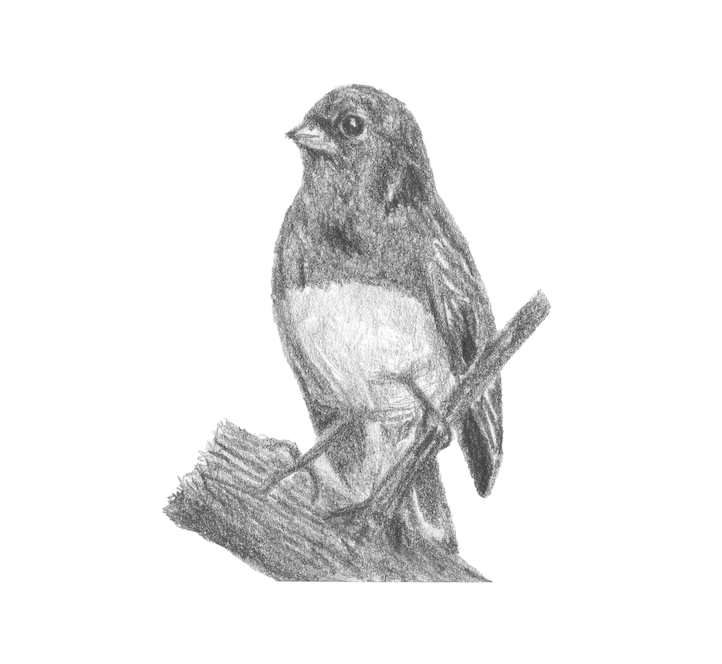 Sketch Print - Junco