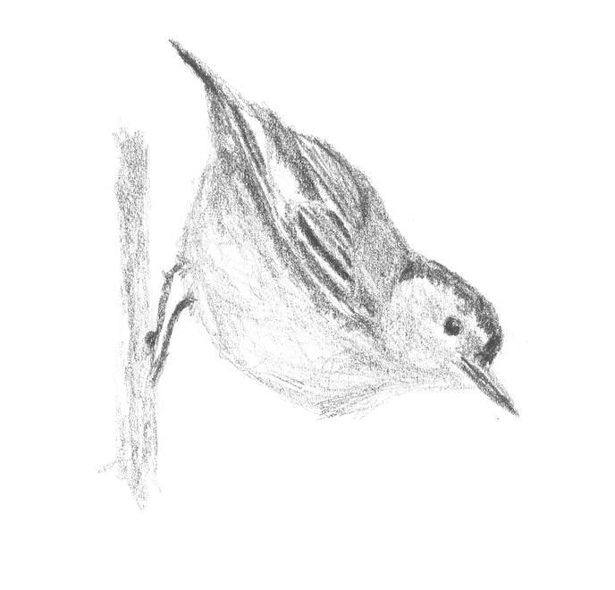 Sketch Print - Nuthatch