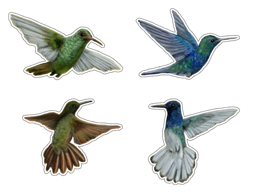 Hummingbird Stickers - Set of 4 Vinyl
