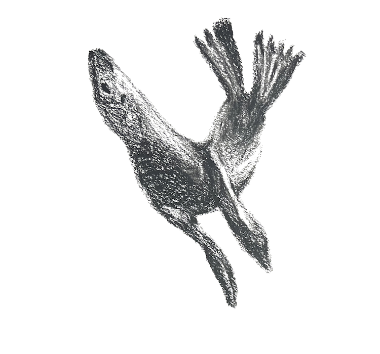 Sketch Print - Sea Lion