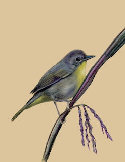 Art Print - Common Yellowthroat