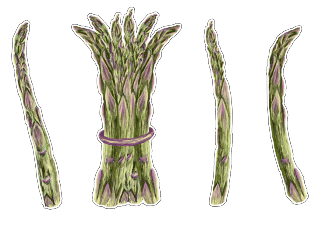 Asparagus Stickers - Set of 4 Vinyl